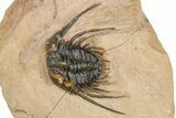 Kettneraspis Trilobite With Long Occipital Spine- Lghaft, Morocco #382852-1